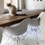 Binnenkijker bij rasechte limbo Gerwine wit geverfde vloer