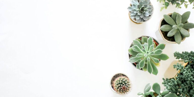 Begin 2025 met meer groen in je interieur