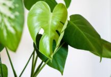 Hoogwaardige Kunstplanten in je Interieur: De Voordelen, Toepassingen en Inspiratie hoogwaardige kunstplanten