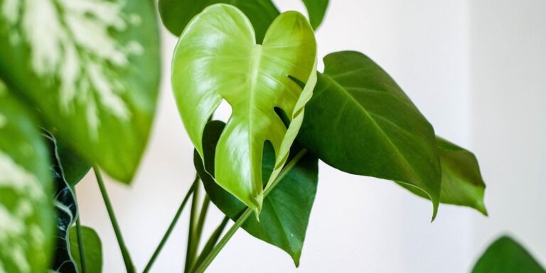 Hoogwaardige Kunstplanten in je Interieur: De Voordelen, Toepassingen en Inspiratie