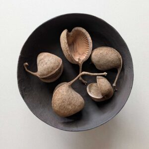 Decoratieve noten Sienna | set van 5st.