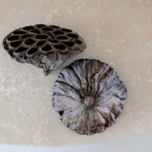 decoratie noten zaaddozen