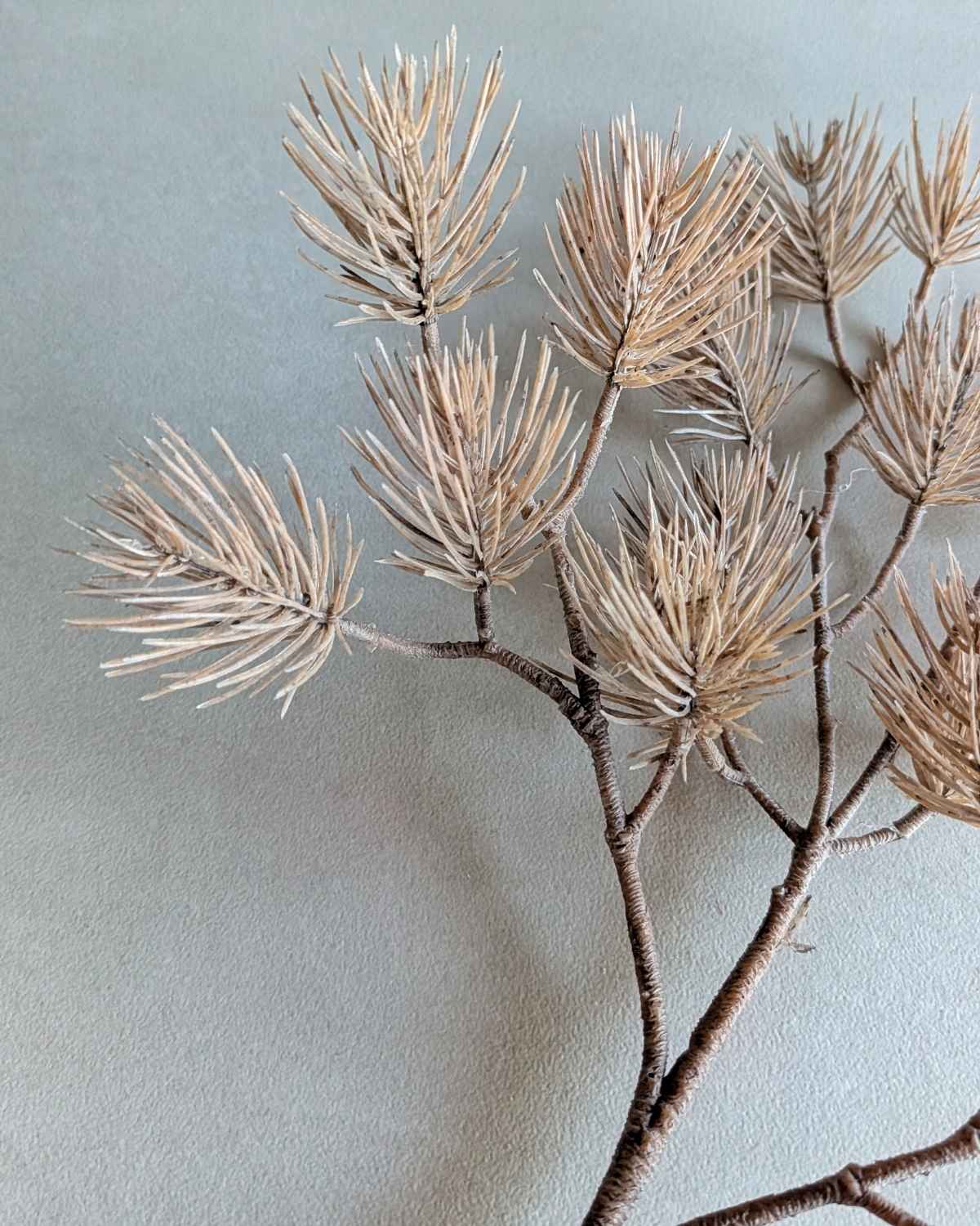pinus kunsttak