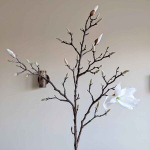 magnoliatak