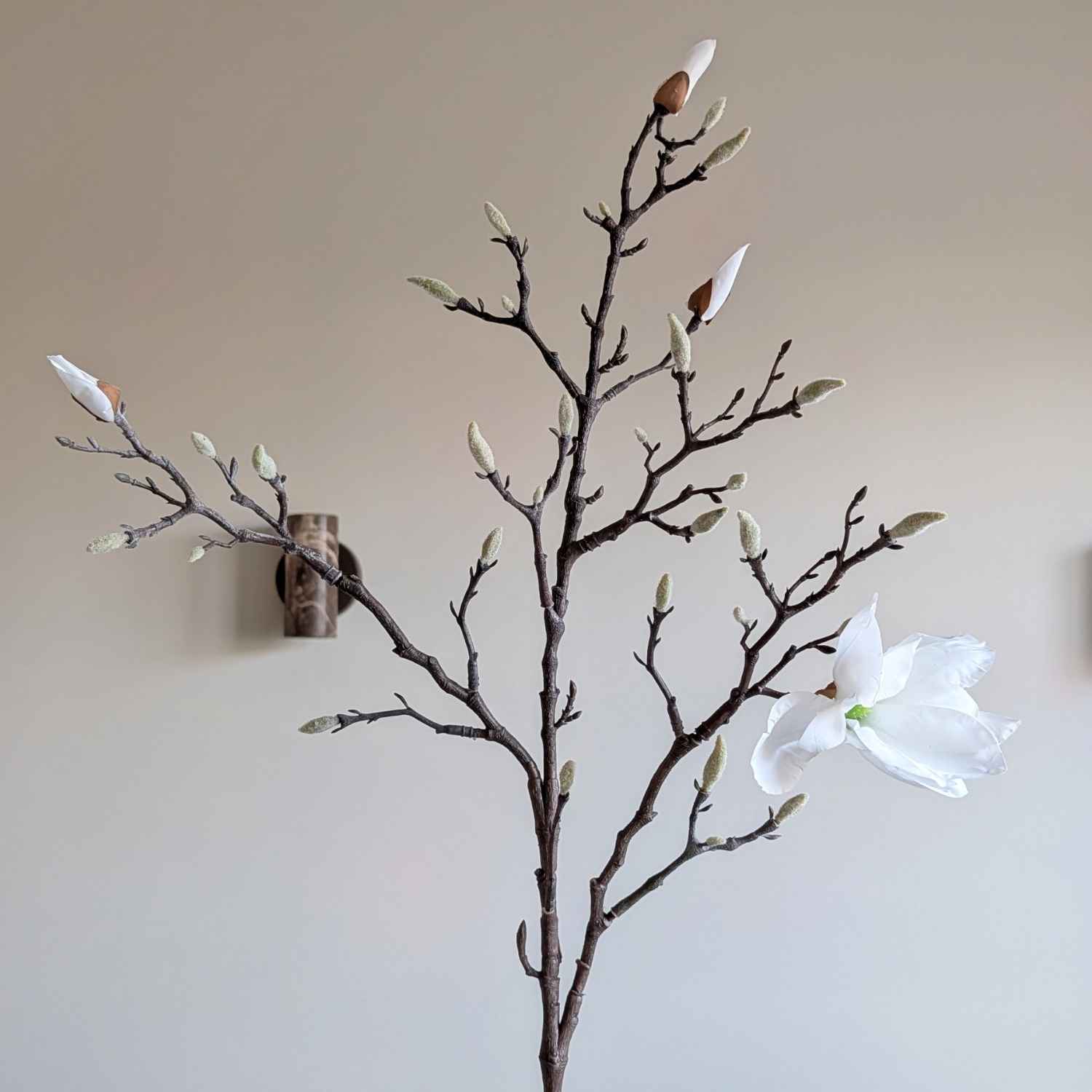 magnoliatak